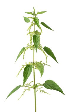 ısırgan bitki çiçek ile