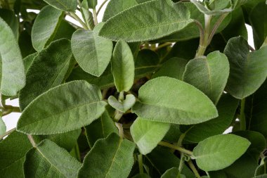 Adaçayı bitki arka plan