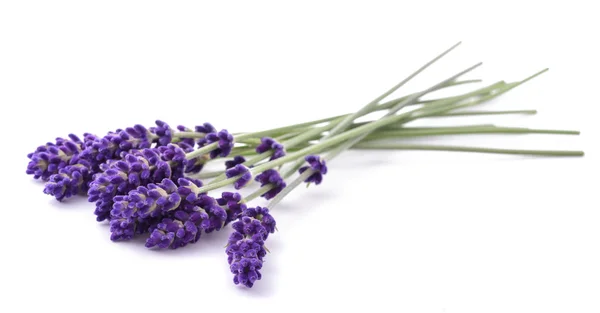 Lavendel bloemen bos — Stockfoto