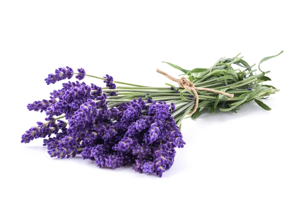 Flores de lavanda cacho — Fotografia de Stock