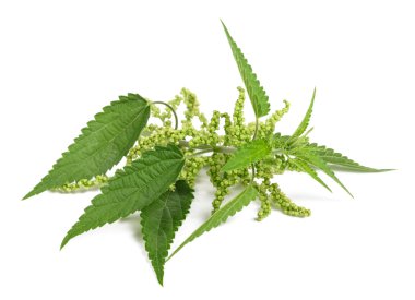 çiçeklerle ısırgan