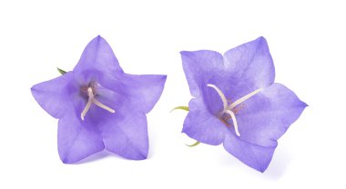 Bellflowers ( Campanula rotundifolia ) clipart