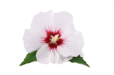 Beyaz hibiscus çiçek 