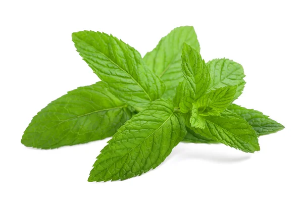 Fresh mint sprig — Stock Photo, Image