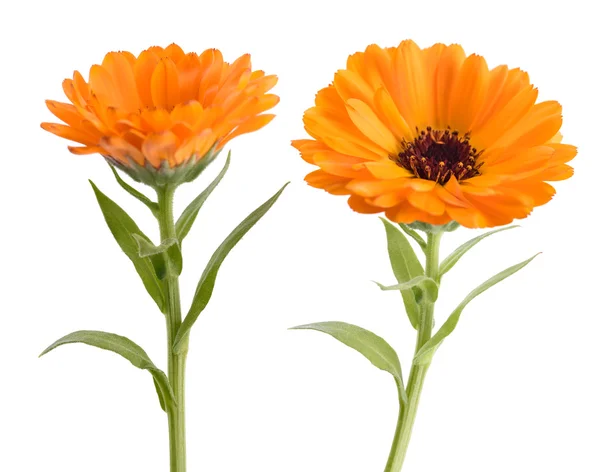 Goudsbloem (calendula officinalis) — Stockfoto