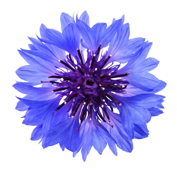 Mavi Peygamber Çiçeği kafa — Stok fotoğraf