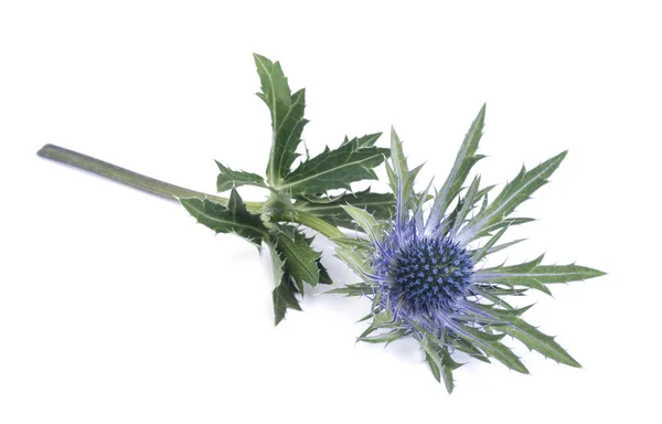 Μπλε ελαιόπρινος θάλασσας (eryngium) — Φωτογραφία Αρχείου