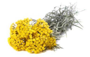 Yellow helichrysum flowers clipart