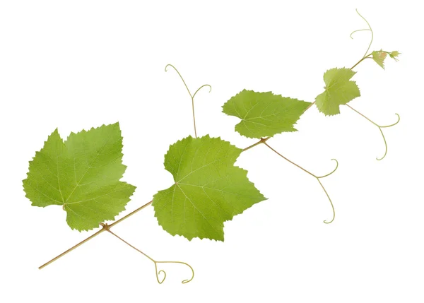 Weinzweig mit Blättern — Stockfoto