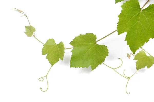 Vine gren med blad — Stockfoto