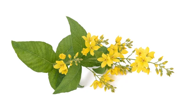 Garden Yellow Loosestrife — Stock Photo, Image