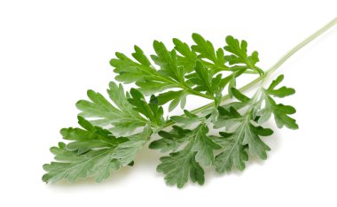 Artemisia arborescens fışkın