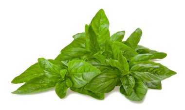 Taze fesleğen demet