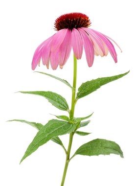 İzole mor Coneflowers