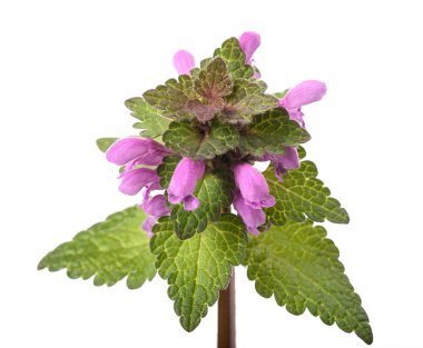 Lamium (ölü ısırgan)