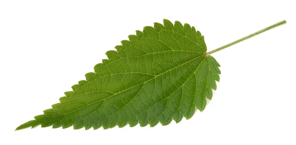 Nettle leaf isolated — Stock Photo, Image