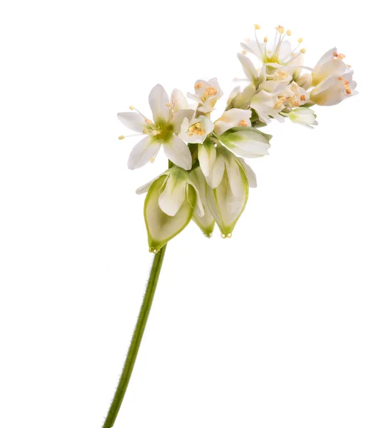 Buckwheat  flowers isolated — Stock Photo, Image