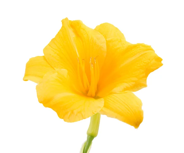 Květina žlutá frézie — Stock fotografie