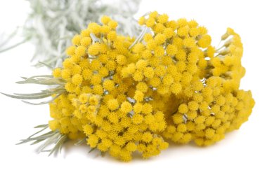 Yellow helichrysum flowers clipart