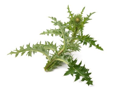 Süt Thistle bitki