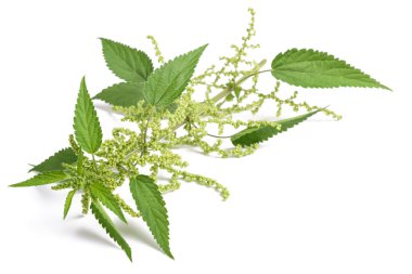 çiçeklerle ısırgan