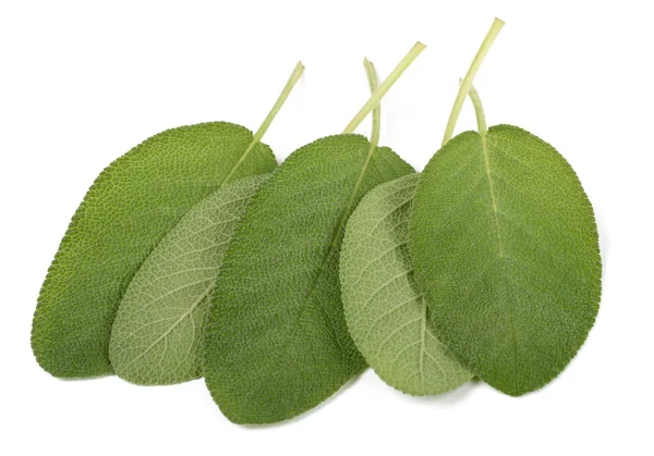 Sage leaves isolated — Stock Photo, Image