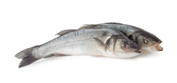 Sea bass fish — Stock Photo, Image