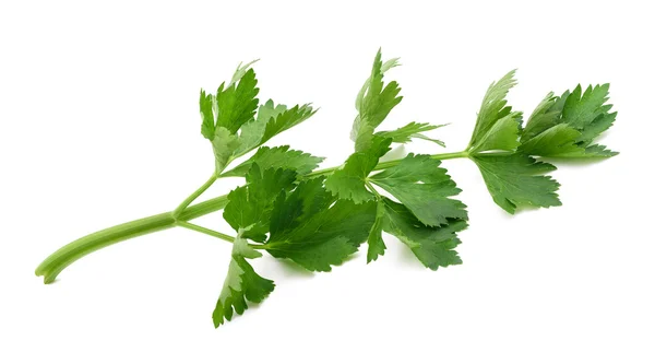 Green celery sprig — Stock Photo, Image