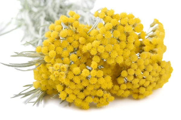 Flores amarillas de helichrysum —  Fotos de Stock