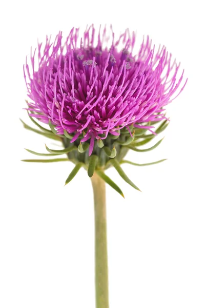 Milk thistle flower — Stock Photo, Image