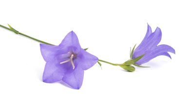 Bellflowers ( Campanula rotundifolia ) clipart