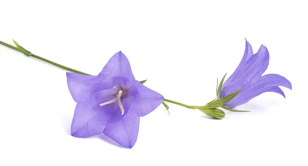 Bellflowerské (Campanula rotundifolia) ) — Stock fotografie