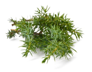 İzole ardıç fışkın