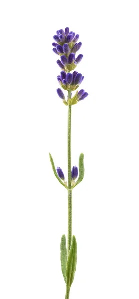 Flor de lavanda isolada — Fotografia de Stock