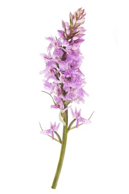 Yaygın benekli orkide (Dactylorhiza fushsii )