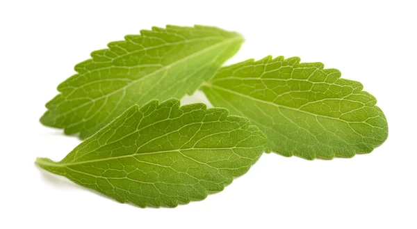 Stevia izole bırakır — Stok fotoğraf