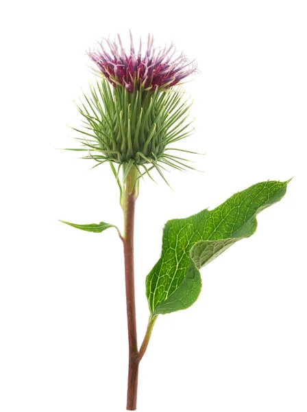 Stor Burdock-blomst – stockfoto