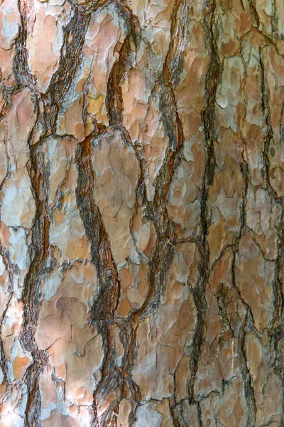 Bark — Stock Photo, Image