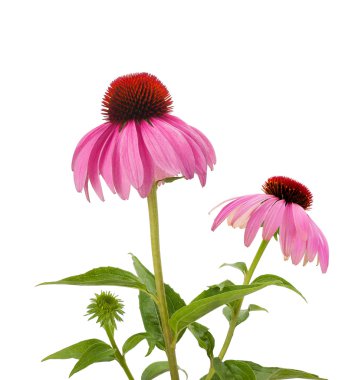 İzole mor Coneflowers