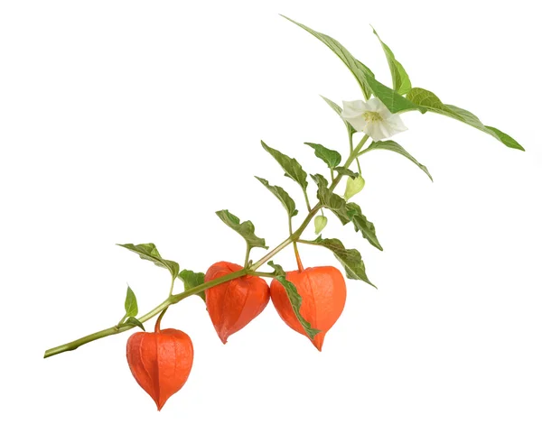 Physalis-Alkekengi-Zweig — Stockfoto