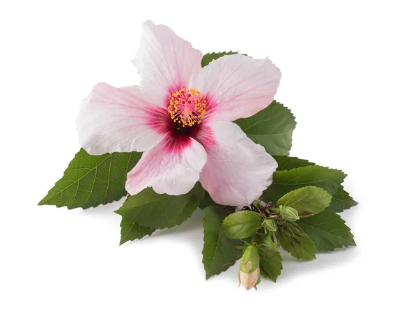 Pink hibiscus isolated — Stock Photo, Image