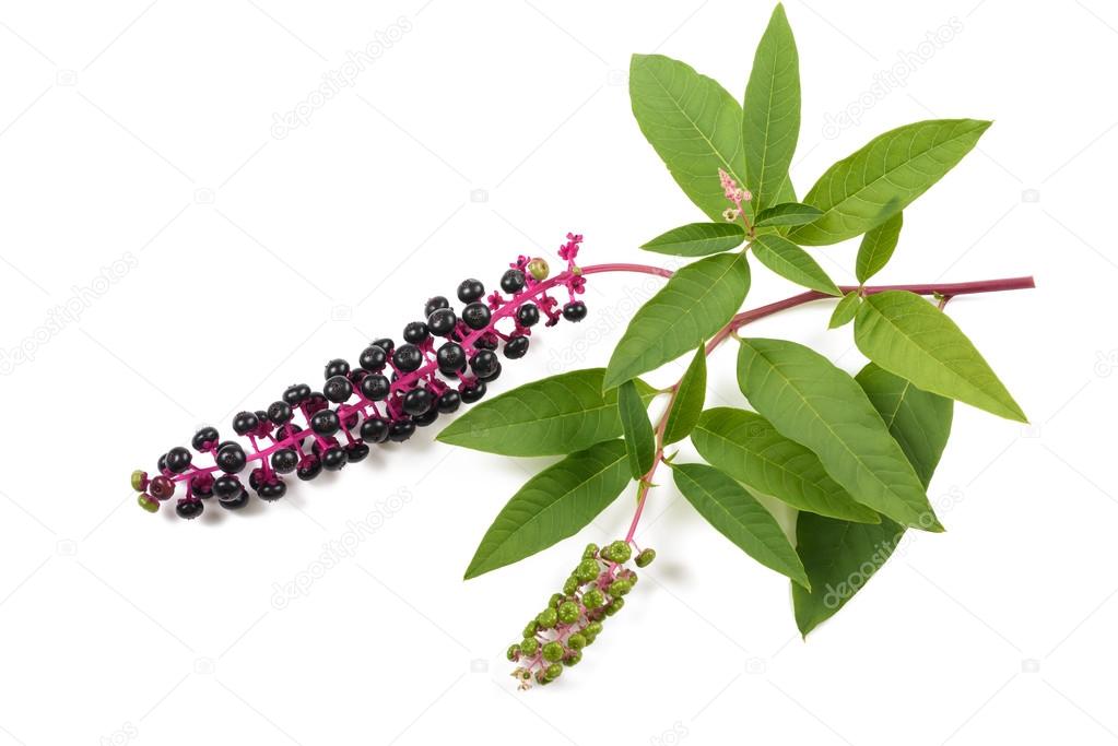 Pokeweeds (phytolacca americana)