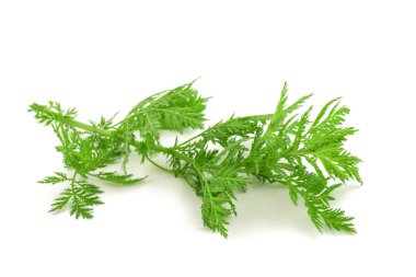 Artemisia annua bitkisi beyaz arkaplanda izole edildi