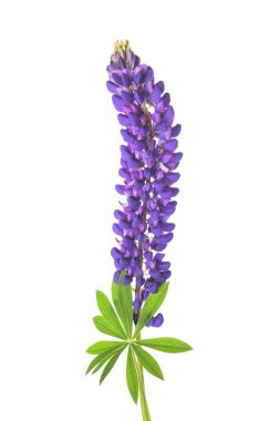  Beyaz arkaplanda yaprakları olan Lupin çiçeği