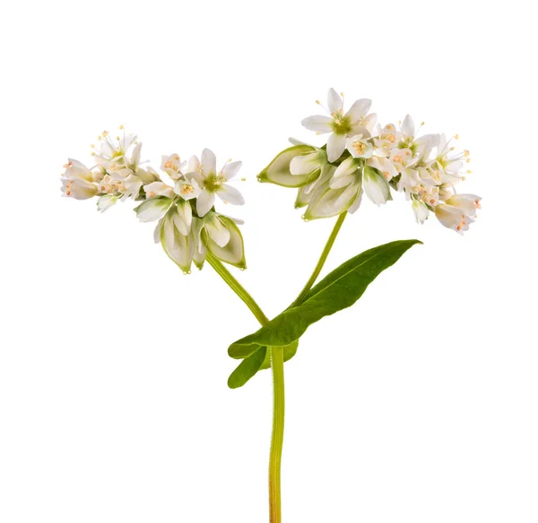 Flores Fagópiro Isoladas Fundo Branco — Fotografia de Stock