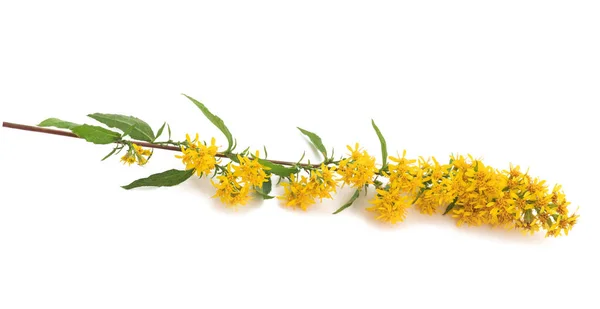 Flores Caña Oro Europeas Aisladas Sobre Fondo Blanco —  Fotos de Stock