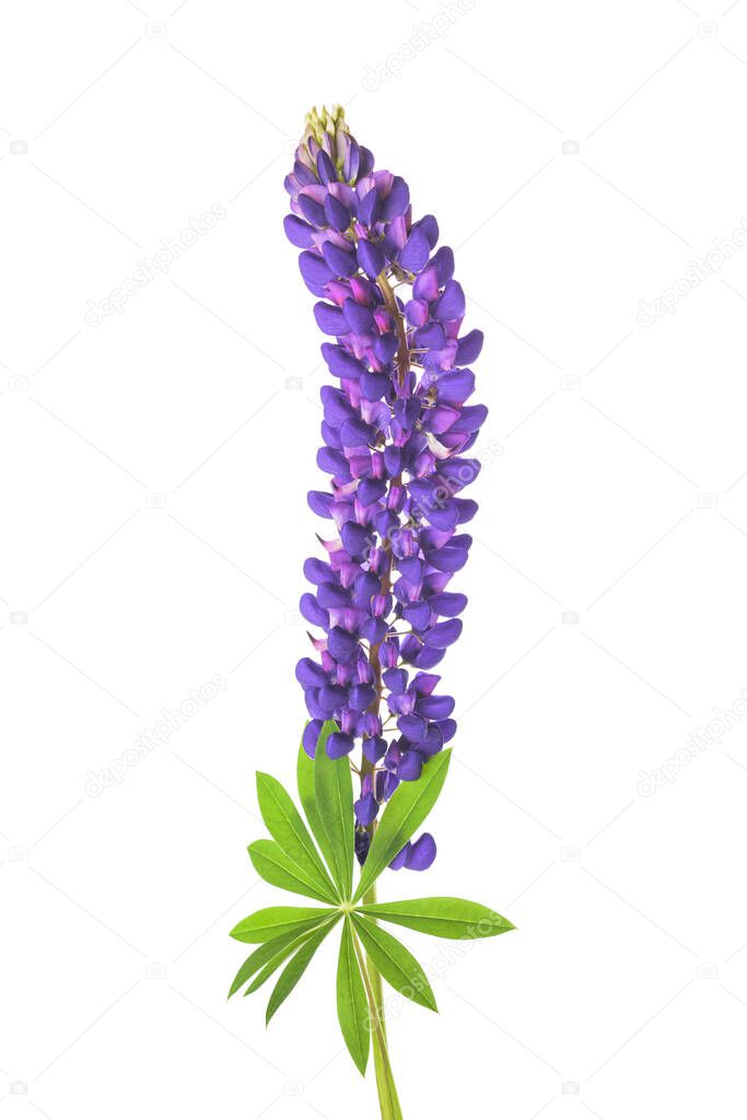  Lupin flower with leaves isolated on white background