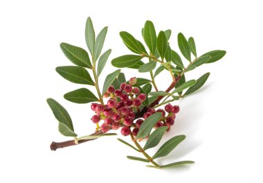 Kırmızı böğürtlenli Mastic Tree - Beyaz arkaplanda izole edilmiş Pistacia mercimeği