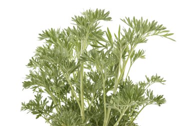 Artemisia absinthium beyaz zemin üzerinde izole