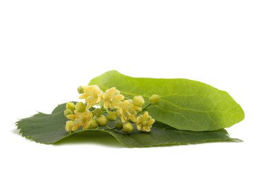 Beyaz arkaplanda çiçekli ıhlamur yaprağı